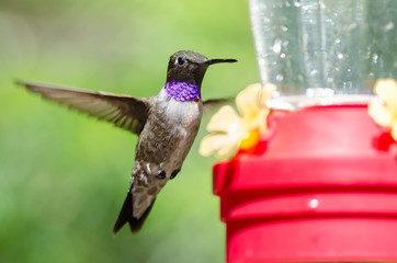 Black-Chinned Hummingbird Arriving at the Feeder for a Meal