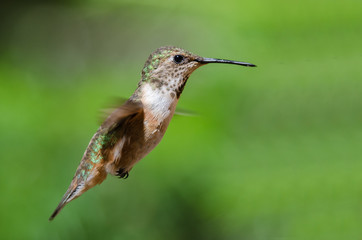 Adorable Little Rufous Hummingbird Hovering in Flight Deep in the Forest