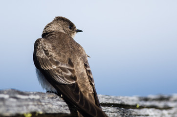 Perky Female Tree Swallow Resting on a Weathered Wooden Fence Rail