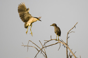 Adult Black-Crowned Night-Heron Landing Beside its Young High on a Tree