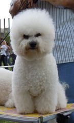 Bichon Frisé
