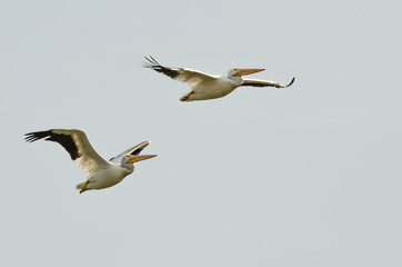Pair of American White Pelicans Flying in a Blue Sky