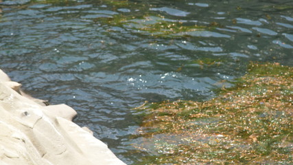 La Jolla Shores. San Diego, Ca.
This grass is great to hide under.