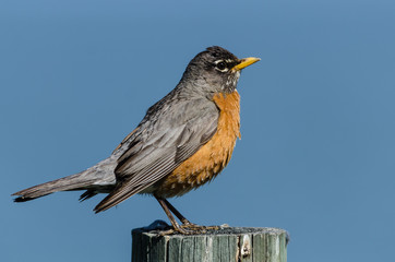American Robin Perched atop a Weathered Wooden Fence Post
