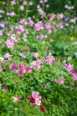 Obraz na płótnie Canvas pink aquilegia in the garden