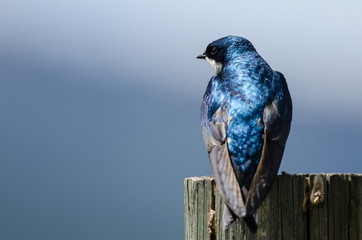 Spunky Little Tree Swallow Perched atop a Weathered Wooden Post