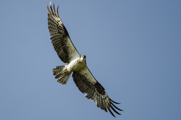 Osprey Making Direct Eye Contact While Flying in a Blue Sky