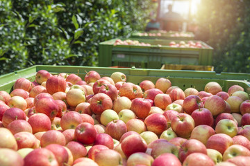 Seasonal apple fruit harvest. Tractor in orchard pulling wagons full of ripe natural apples. Fruit...