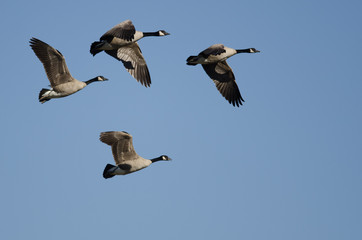 Flock of Canada Geese Flying in a Blue Sky