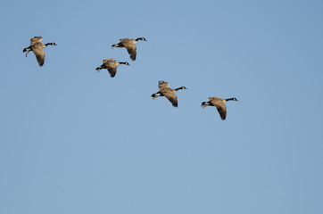 Flock of Canada Geese Flying in a Blue Sky