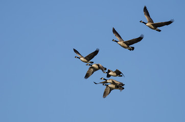 Flock of Canada Geese Flying in a Blue Sky