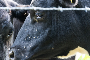 Ein Kuhleben hinter Gittern