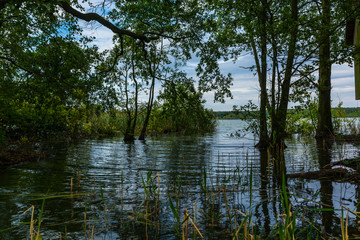 Fototapeta na wymiar Krakower See, Krakow am See, Mecklenburgische Seenplatte, Schilf, Natur
