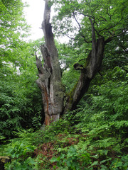 Urwald an der Sababurg
