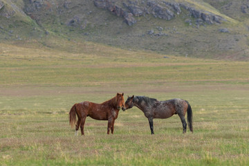 Obraz premium Beautiful Wild Horses in Utah in Summer