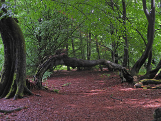 Urwald an der Sababurg