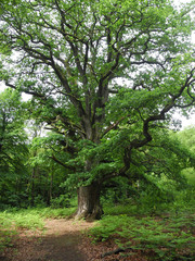 Fototapeta premium Urwald an der Sababurg