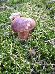 mushroom
