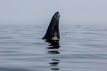 Fototapeta premium Szpieg humbak wyskakujący z Cape Cod, MA