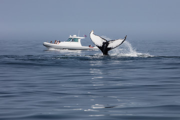 Naklejka premium Obserwacja wielorybów u wybrzeży Cape Cod