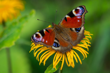 European Peacock butterfly sitting on a yellow flower with green background in a summer time and sunny day

