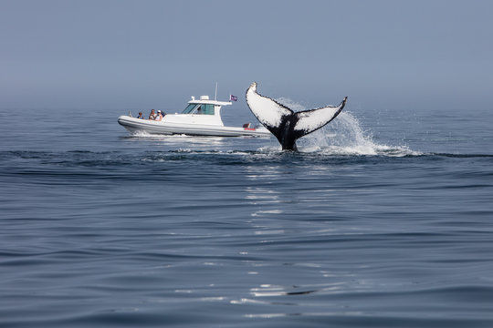 Whale Watching off the Coast of Cape Cod