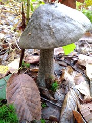 mushroom
