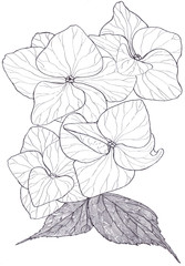 Flowers and leaves of hydrangeas - an ink drawing. Use printed materials, signs, items, websites, maps, posters, postcards, packaging. Garden flowers - a decorative composition.