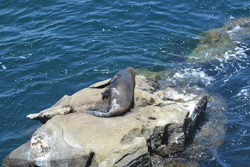 La Jolla Shores, San Diego, Ca.
Nothing like a SIESTA in the SUN
