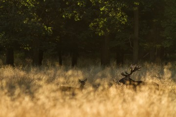 Male red deer (Cervus elaphus) with huge antlers during mating season in the early morning autumn light, mating season, male guarding his flock of deer