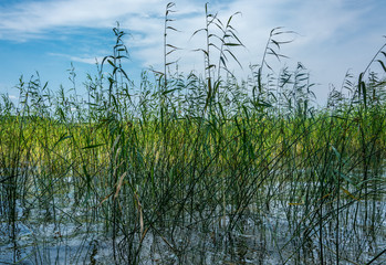 Mecklenburgische Seenplatte, Krakower See, Krakow am See, Schilf