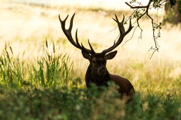 Male red deer (Cervus elaphus) with huge antlers during mating season in Denmark, mating season, Majestic powerful adult red deer stag outside autumn forest. Big animal in the nature forest habitat