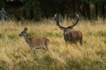 Male red deer (Cervus elaphus) with huge antlers during mating season in the early morning autumn light, mating season, male guarding his flock of deer