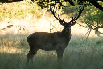 Male red deer (Cervus elaphus) with huge antlers during mating season in Denmark, mating season, Majestic powerful adult red deer stag outside autumn forest. Big animal in the nature forest habitat