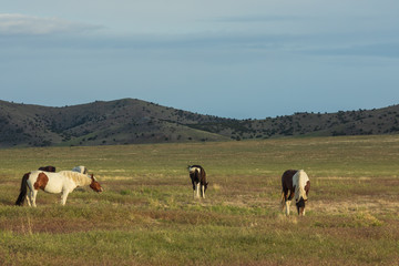 Wild Horses in Utah in Summer