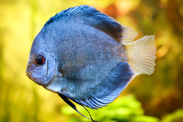 Diskusfisch, Diskusfische, Aquaristik 