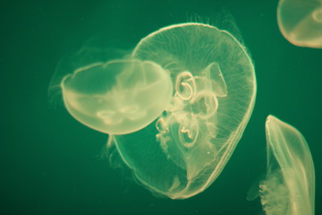 jellyfish