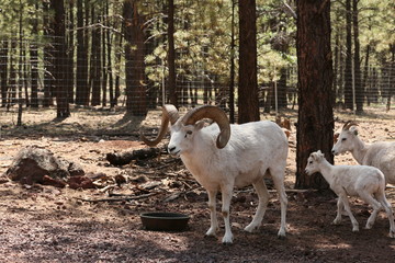Naklejka premium Sheep