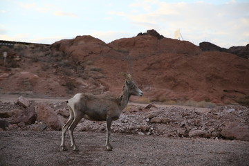 Bighorn Sheep