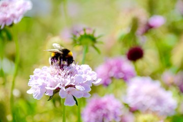 Blumenwiese mit Hummel - Sommer Wiese