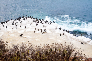 Double-crested Cormorants (Phalacrocorax auritus) in La Jolla, California