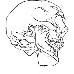 Skull