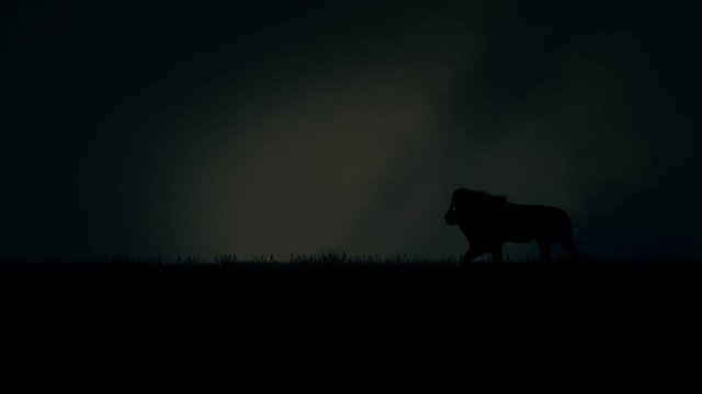 Lion Walking Into an African Village Under a Lightning Storm