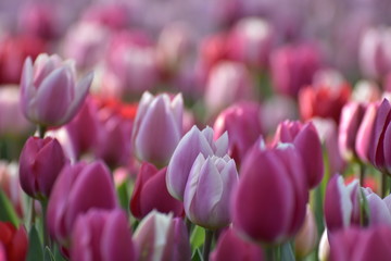tulips - 218419503