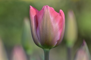 tulip - 218419507