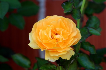 Yellow rose with large number of dense fully open petals surrounded with dark green leaves on dark red brick wall and leaves background