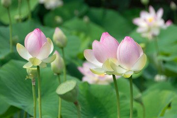 Fototapeta premium Lotus bud and flower in pond. Nelumbo