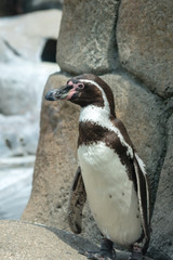 Humboldt Penguin in a Zoo