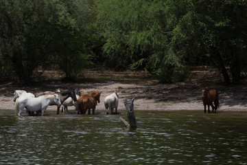 wild horses cooling off in lake