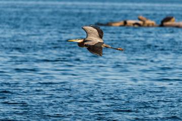  Great Blue Heron Hunting for Breakfast